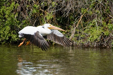 Foto Air alam burung pelikan