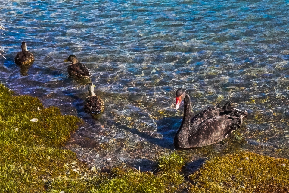 Mer nature extérieur région sauvage
