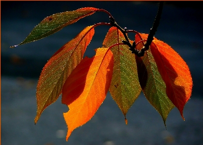 Baum natur zweig licht Foto