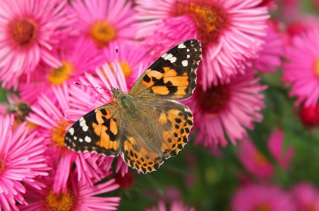 Nature blossom wing plant Photo