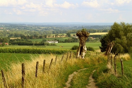 Landscape tree nature path Photo