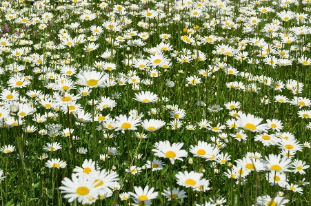 Grass plant field lawn Photo