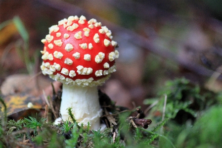 Nature forest plant flower Photo