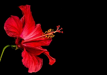 花 植物 花弁 咲く 写真