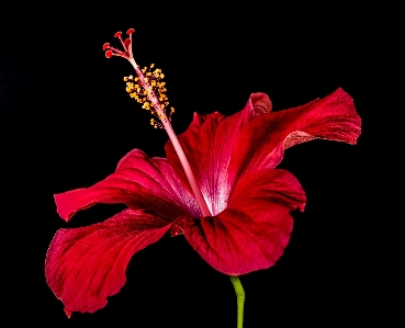 Blossom plant flower petal Photo