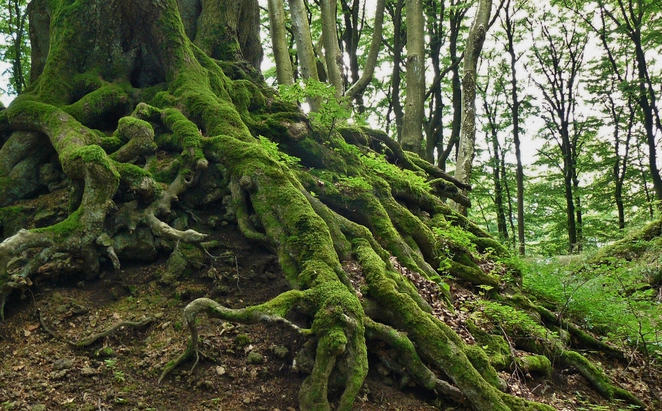 Tree nature forest wilderness