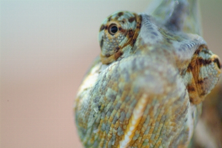 Animal green biology turtle Photo