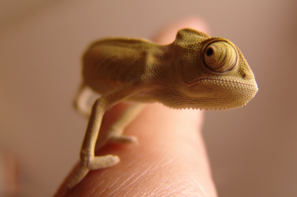 Hand fotografie grün reptil