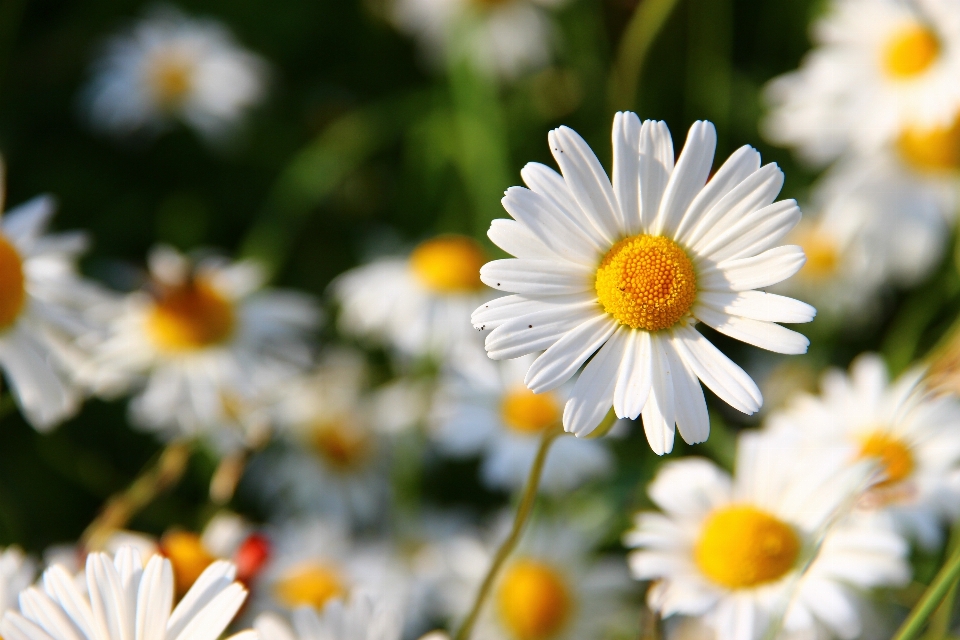 Blossom plant white field