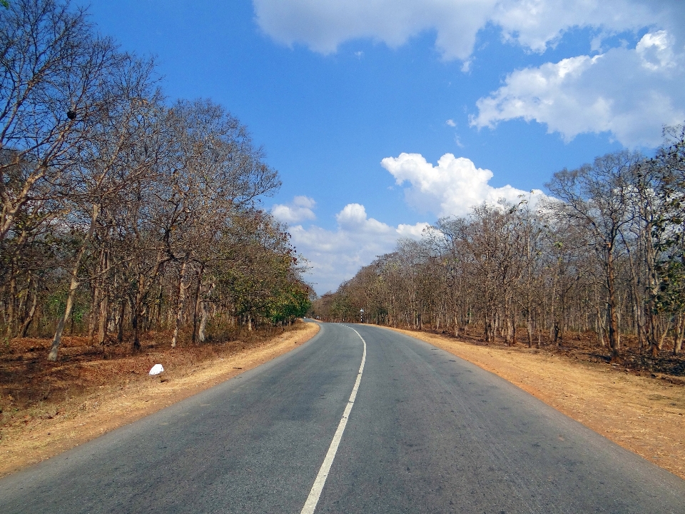 Paisagem árvore natureza caminho