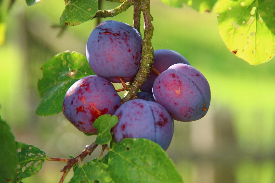 Branch plant fruit berry