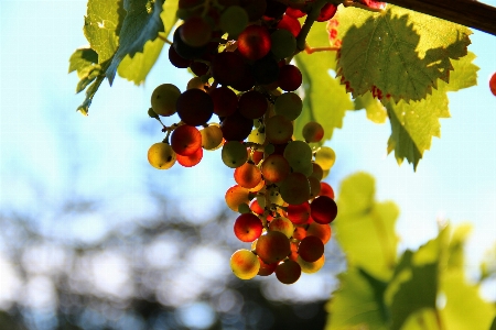 Photo Arbre bifurquer usine raisin