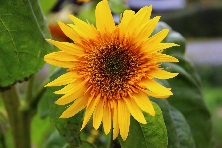 Blossom plant field flower Photo