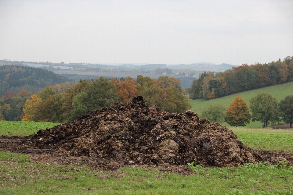 Tree field hill soil