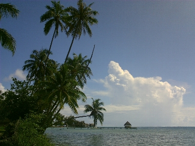 Beach sea coast tree Photo