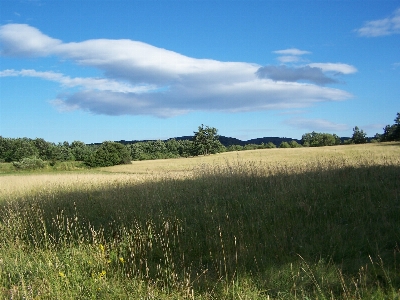 Landschaft baum natur gras Foto