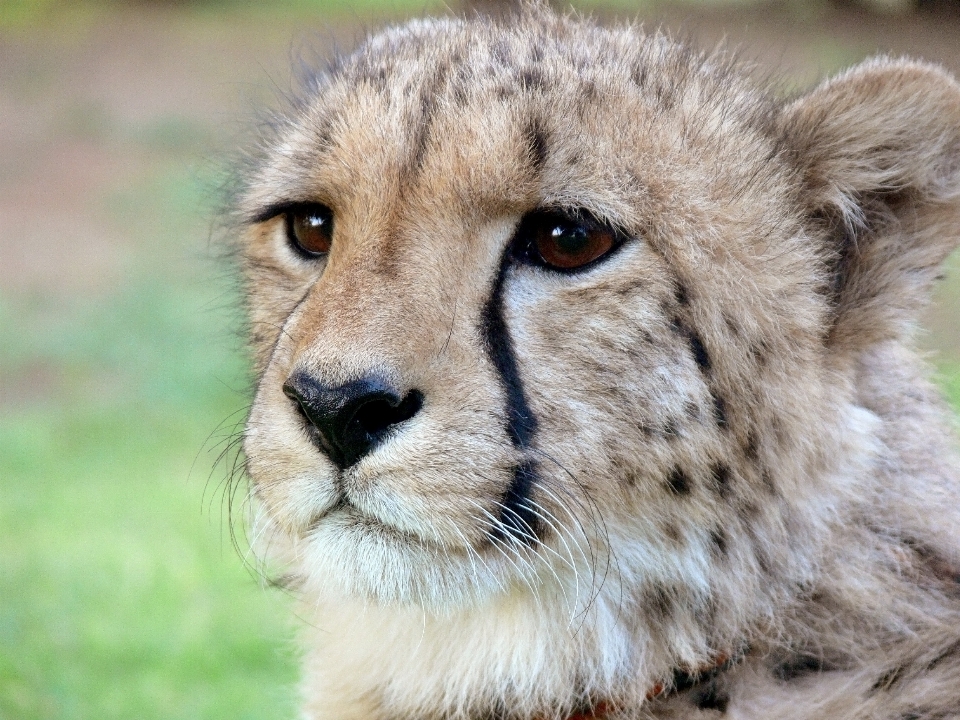 Animais selvagens selvagem dourado gato