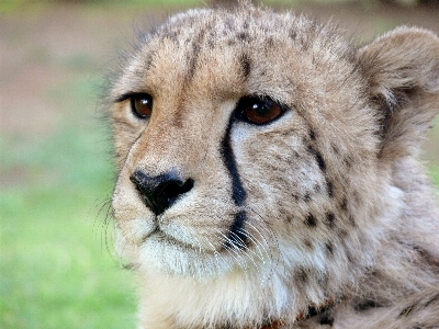 Wildlife wild golden cat Photo