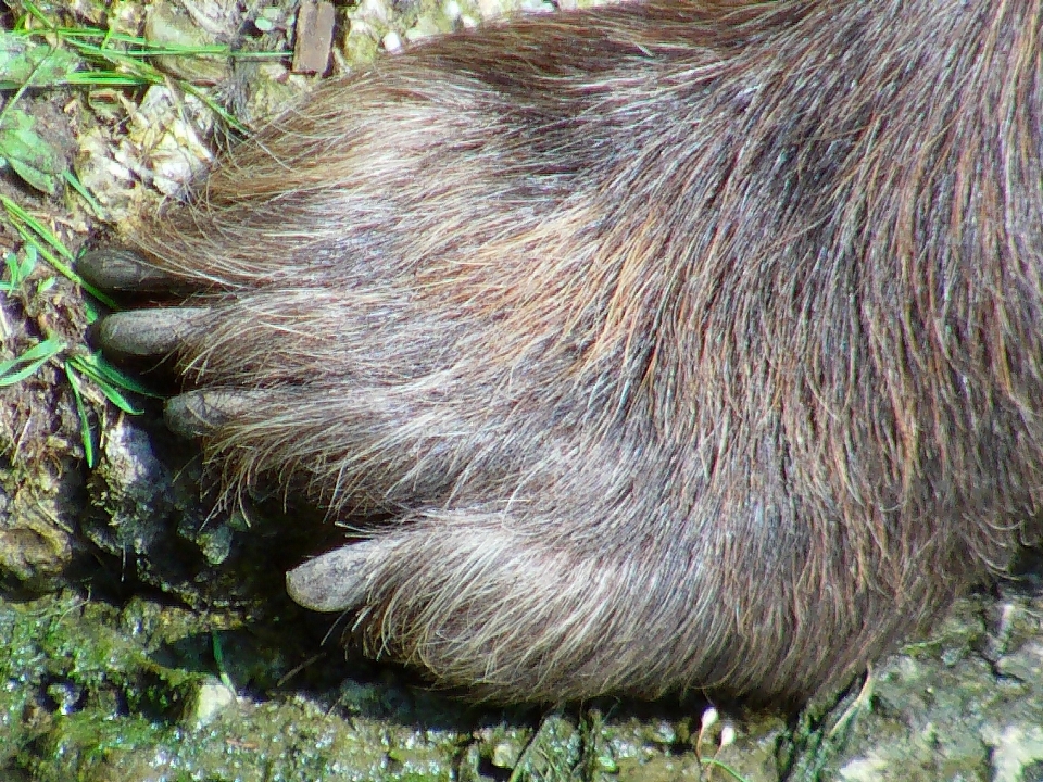 Piede mammifero criniera
 roditore