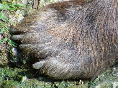 Foot mammal mane rodent Photo