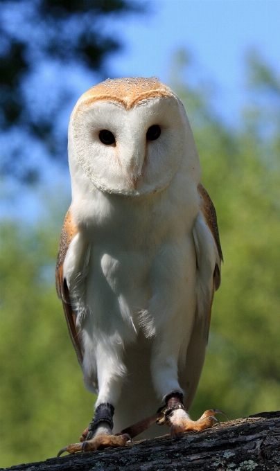 Naturaleza pájaro ala cielo