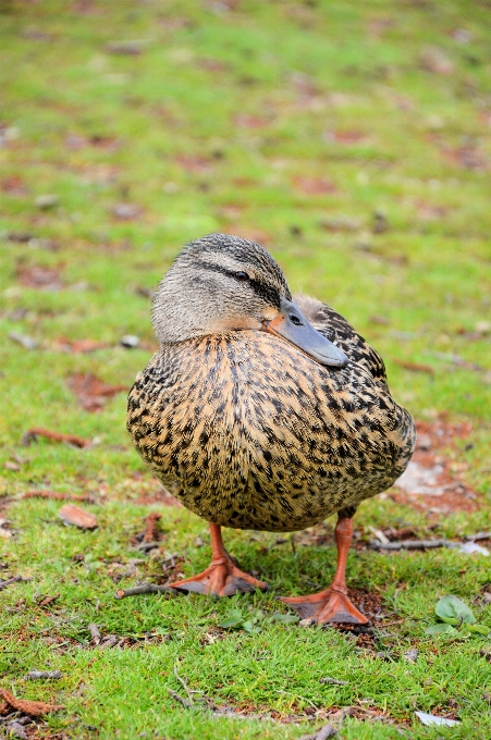 Natur gras draussen wildnis
