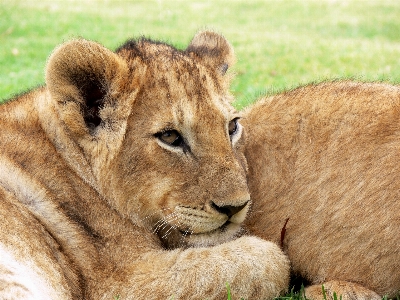 Foto Animali selvatici africa mammifero criniera
