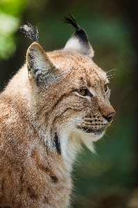 自然 動物 野生動物 野生 写真