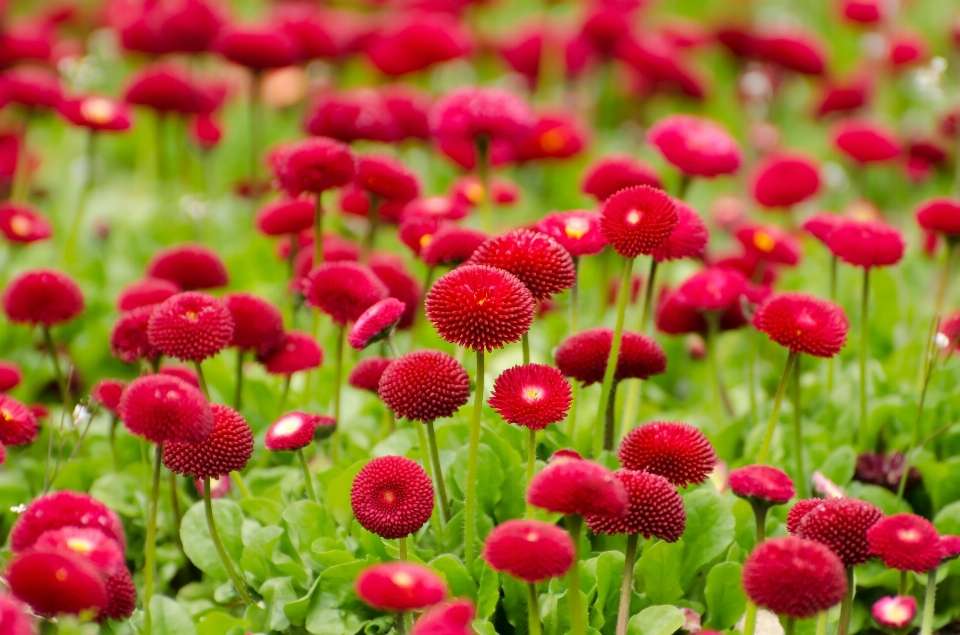 Nature blossom plant meadow