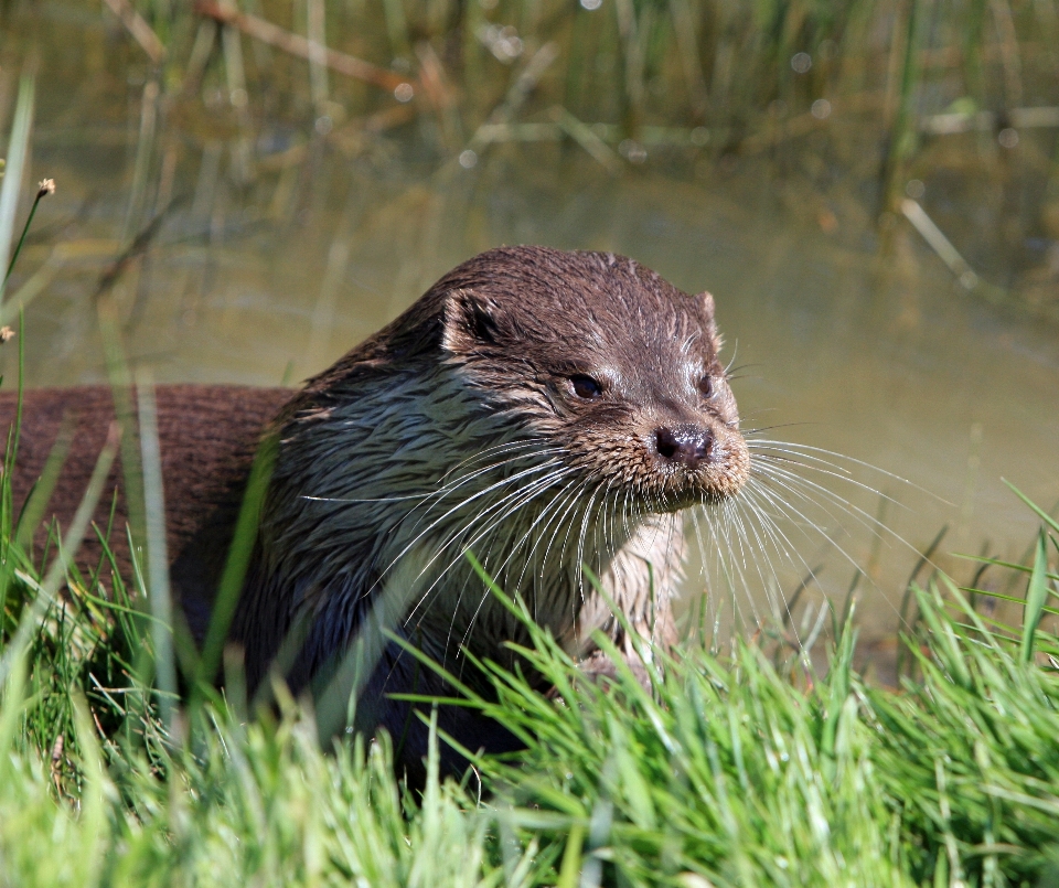 Nature animal rivière photo