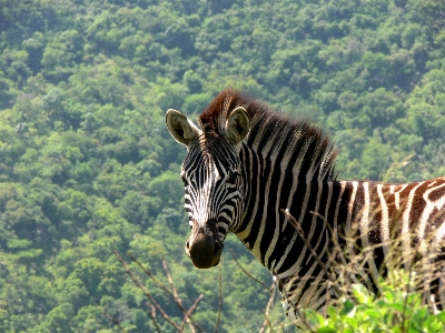 冒険 野生動物 肖像画 密林 写真