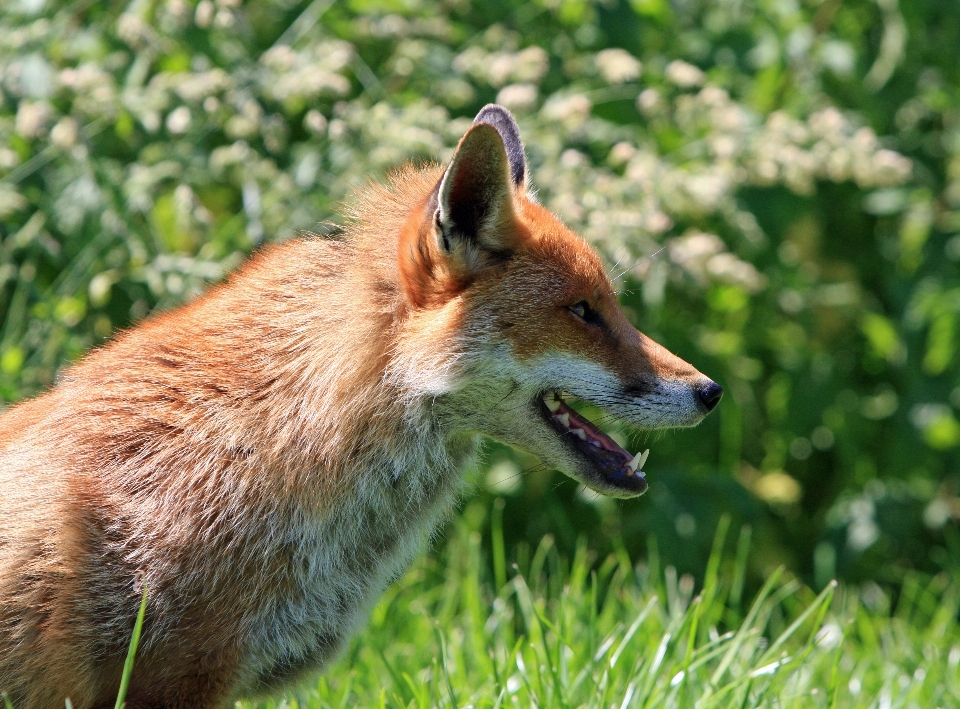 Herbe animal profil photo