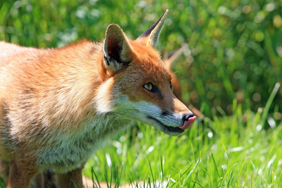 Natura animali selvatici selvaggio rosso