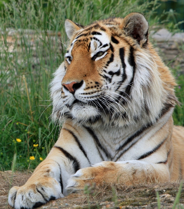 自然 写真 男 野生動物