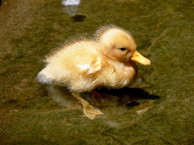 Water bird wing pond Photo