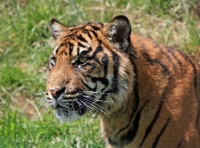 Zdjęcie Natura uroczy zdjęcie dzikiej przyrody