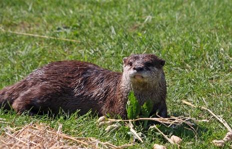 Nature grass animal photo Photo