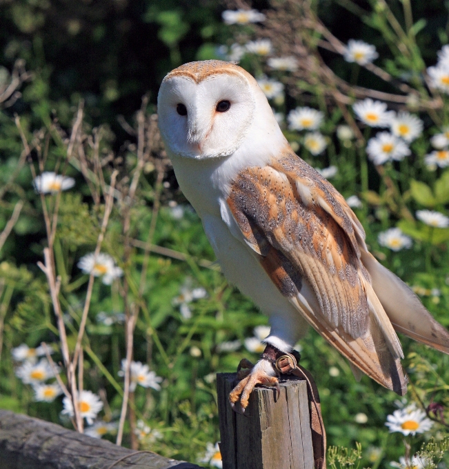 Nature oiseau animal photo