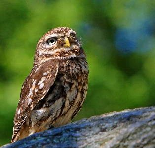 Foto Natureza pássaro asa animal