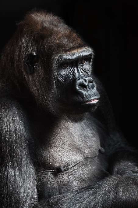 Bianco e nero
 animale animali selvatici selvaggio