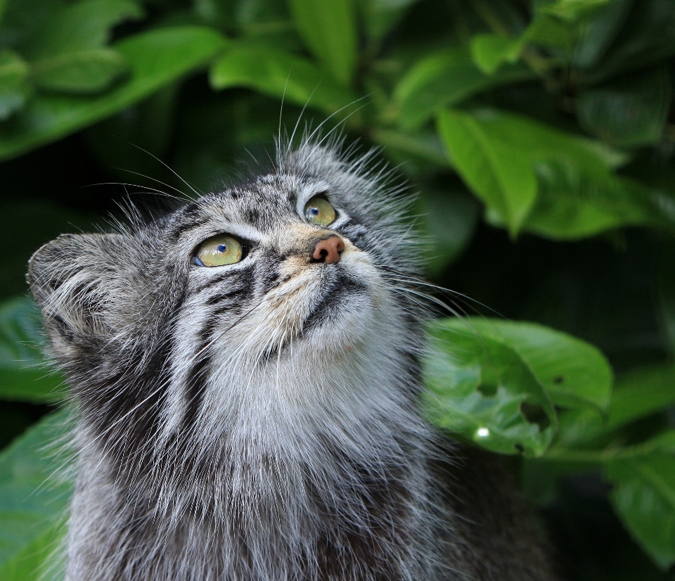 Natur tier niedlich tierwelt