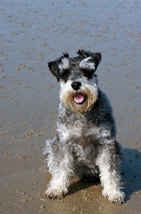 Beach coast sand puppy Photo