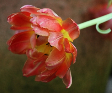 Nature blossom plant flower Photo