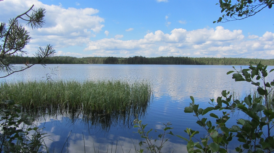 пляж пейзаж дерево вода