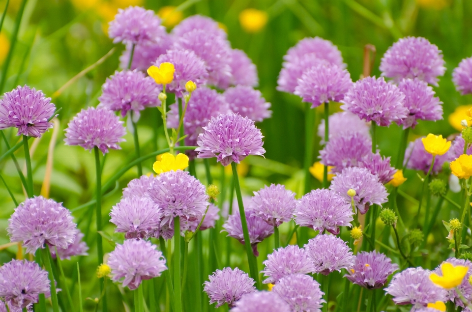 Nature fleurir usine prairie
