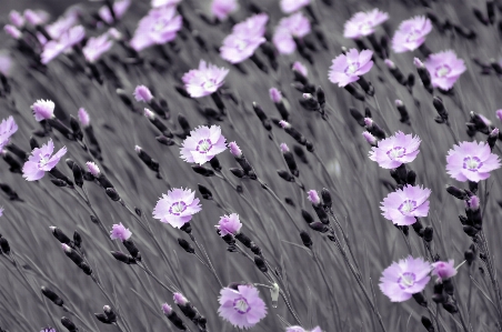 Nature grass blossom plant Photo