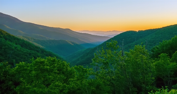 Landscape nature forest outdoor Photo