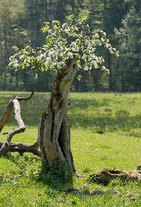 Tree nature blossom plant Photo