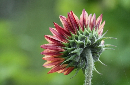 Nature blossom plant field Photo