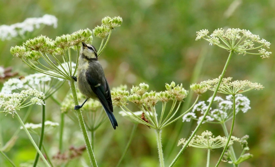 Natur zweig blüte vogel